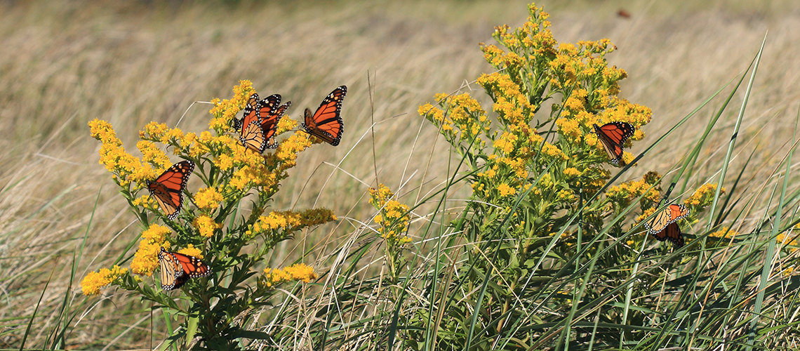 Monarchs on Goldenrod