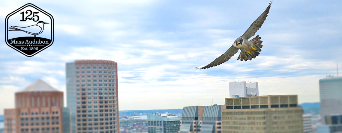Peregrine Falcon flying in downtown Boston