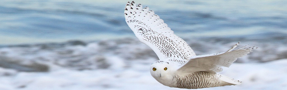 Snowy owl © David Larson, Mass Audubon
