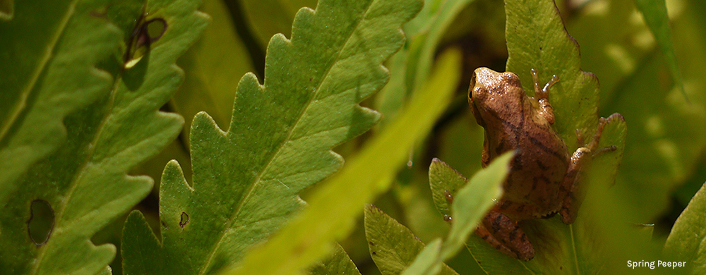 Spring Peeper on a plant at Lake Wampanoag Wildlife Sanctuar
