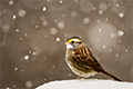 Sparrow in Snow
